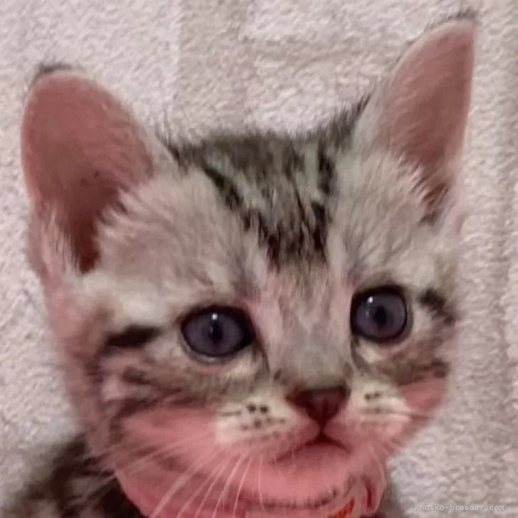 ID:2309-02301の子猫