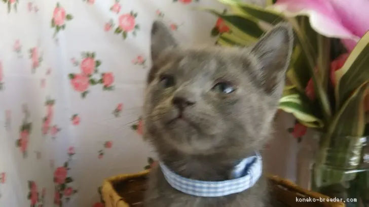 ID:2005-01024の子猫