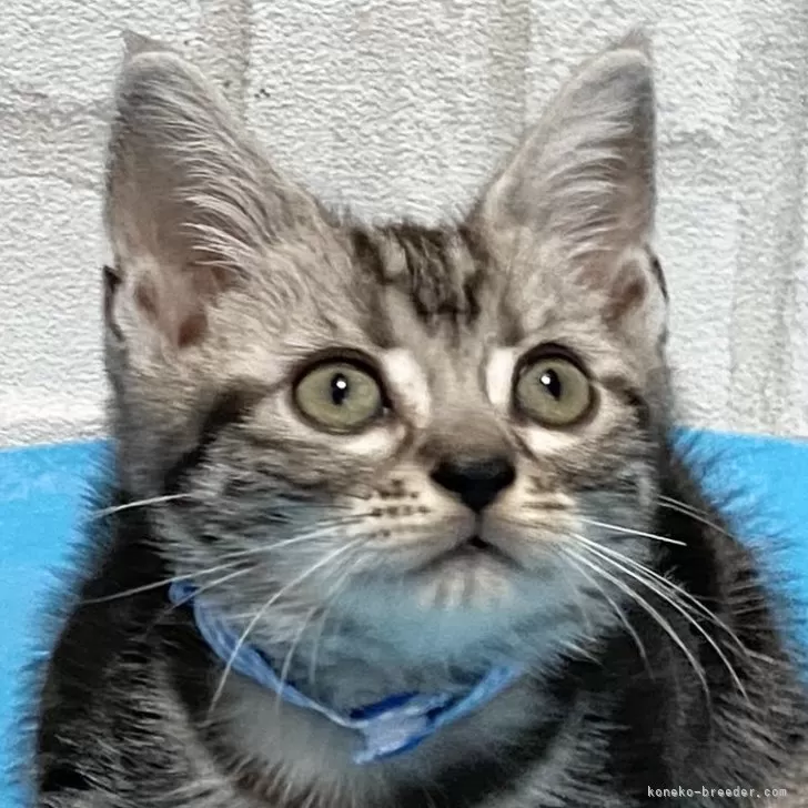 ID:2410-01610の子猫