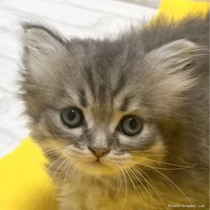 ID:2403-02614の子猫