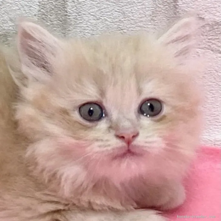 ID:2309-02306の子猫