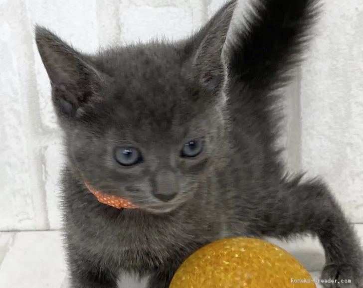 ID:2007-00966の子猫