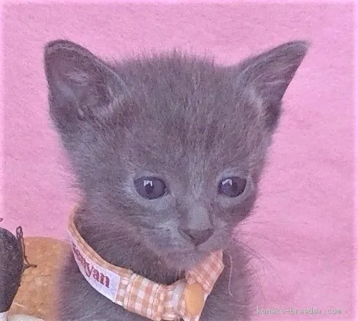 ID:2006-01056の子猫
