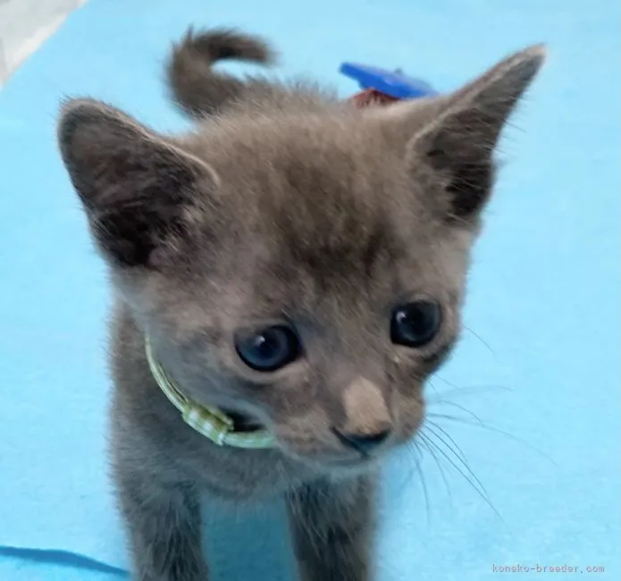 ID：2201-01421の子猫