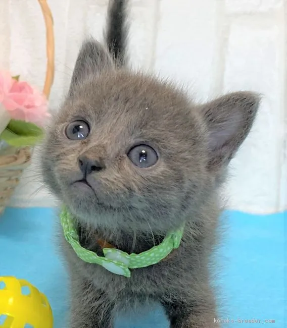 ID：2005-01264の子猫