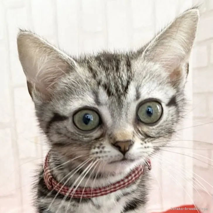 ID:2306-02410の子猫