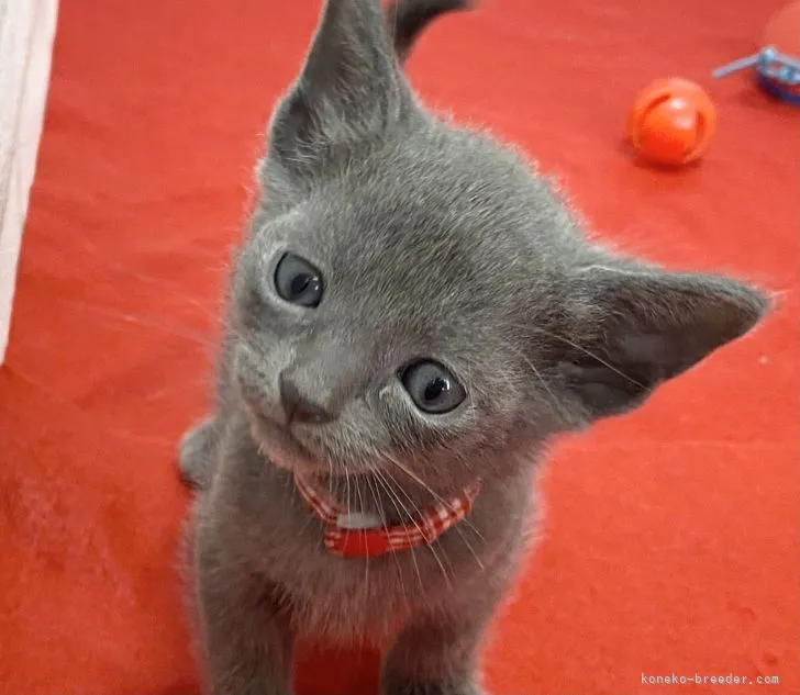 ID：2203-02412の子猫