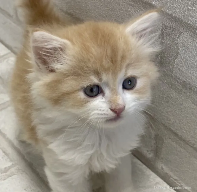 ID：2111-01106の子猫