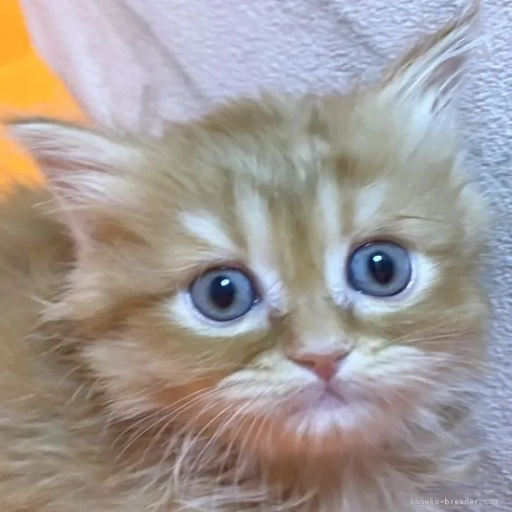 ID:2302-00460の子猫