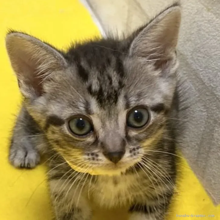 ID:2305-02559の子猫