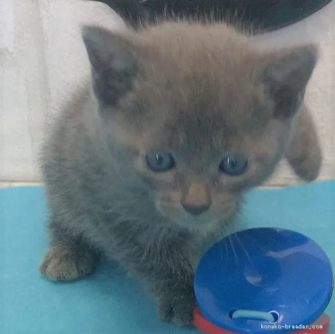 ID:2011-00289の子猫