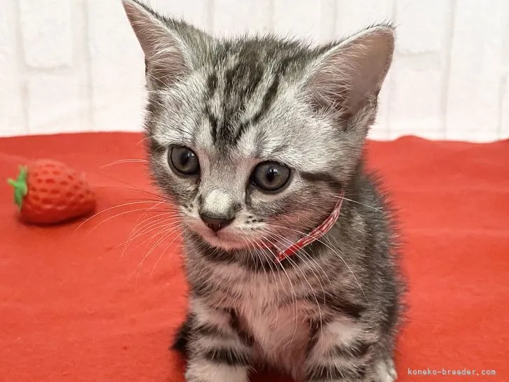 妖怪ねこ娘 様のお迎えした子猫