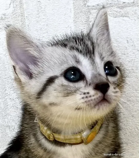 Y.Y 様のお迎えした子猫