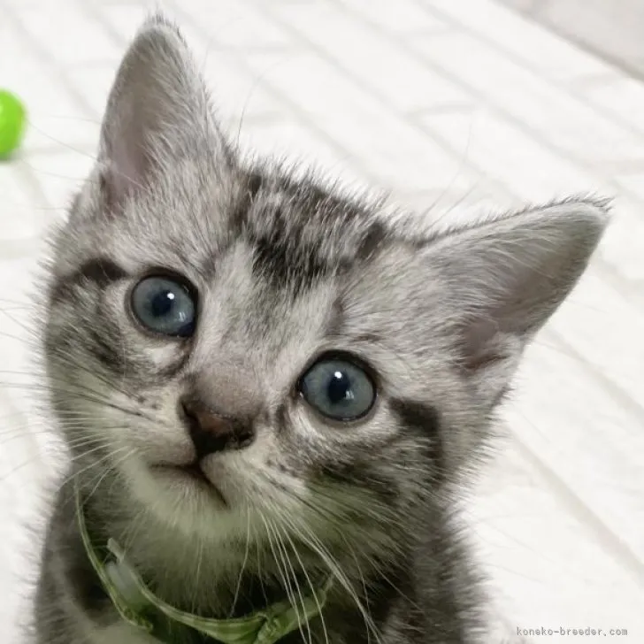 ID:2303-01315の子猫