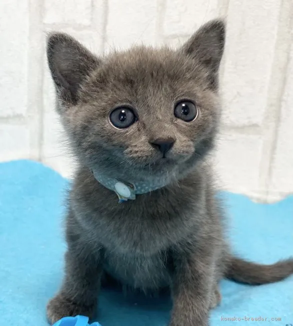 ID：2011-01711の子猫