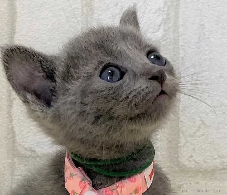 ID：2008-01231の子猫