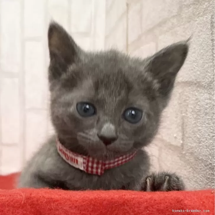 ID:2405-02462の子猫