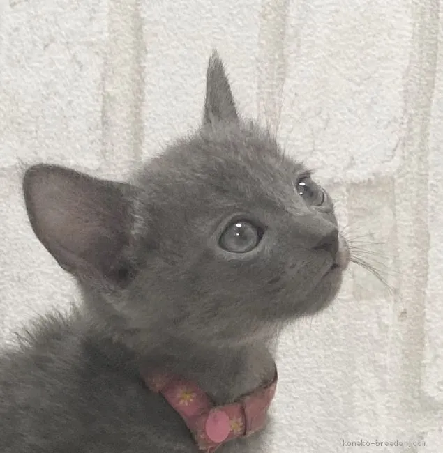 ID：2009-00889の子猫