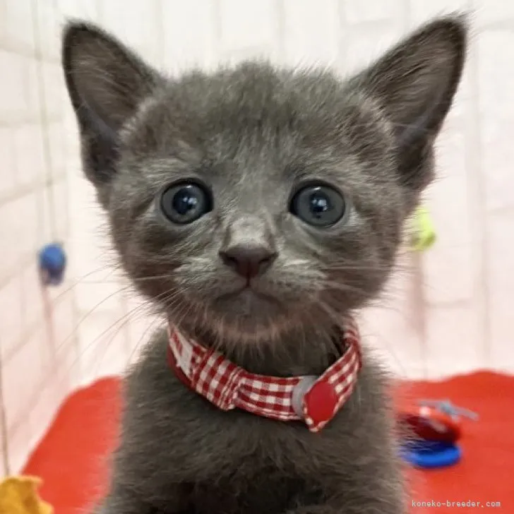 ID：2309-01257の子猫