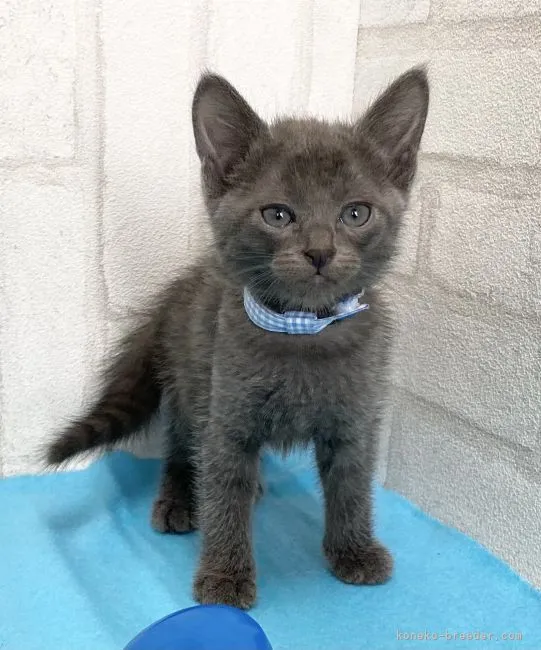 ID:2104-00608の子猫