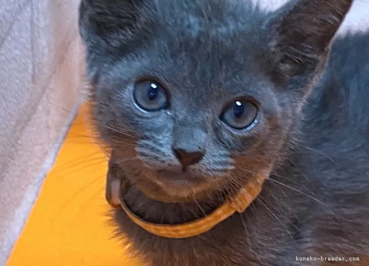 ID：2110-01998の子猫