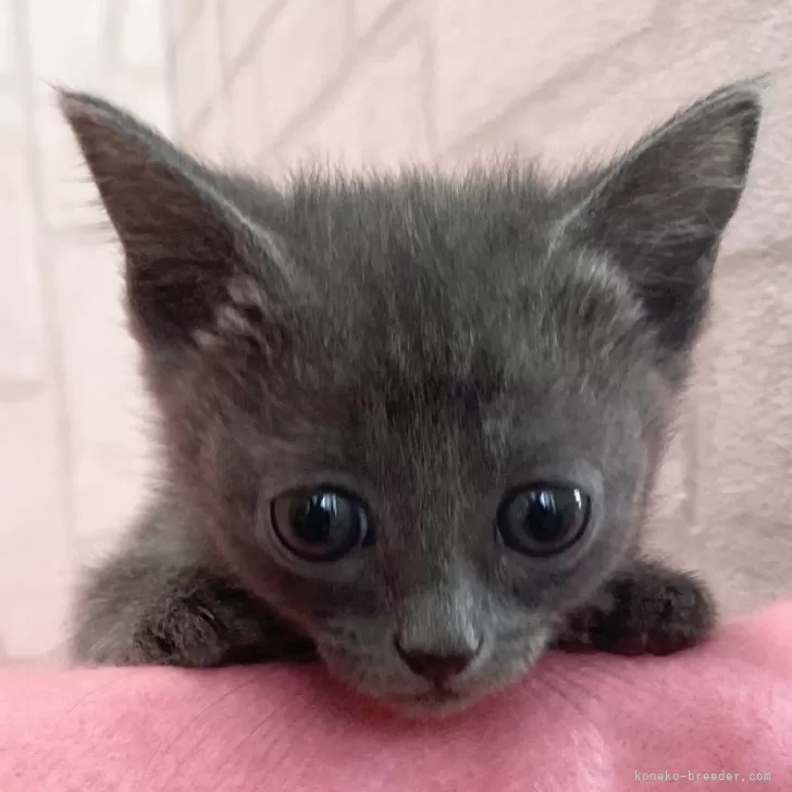 ID：2401-02073の子猫