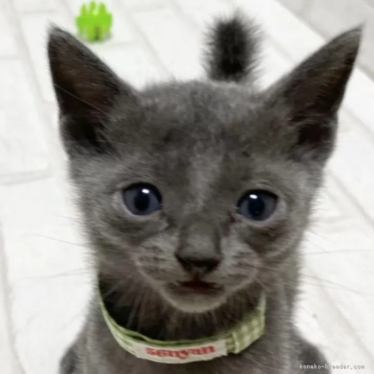 ID:2211-01850の子猫