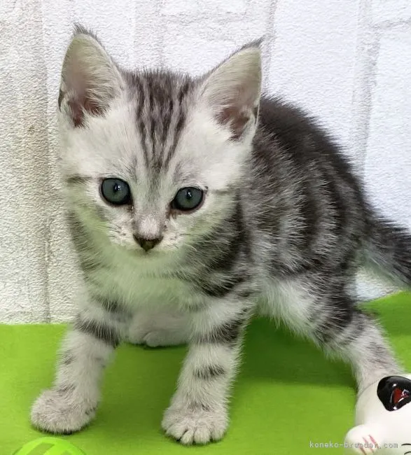ID:2104-00539の子猫
