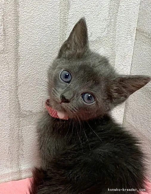 ID：2110-01996の子猫