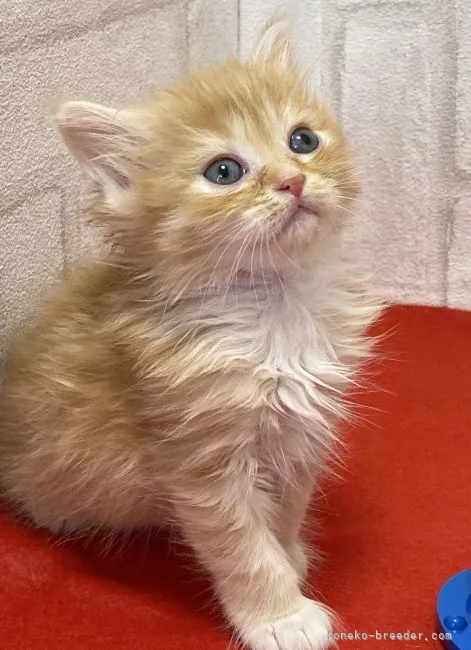 ID：2104-01649の子猫