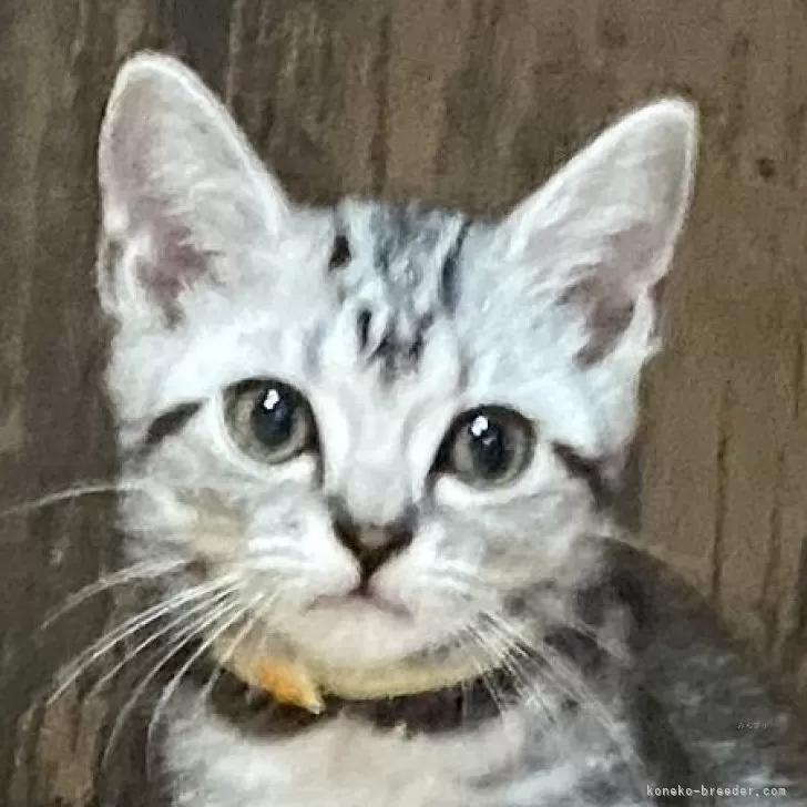 ID:2409-01740の子猫