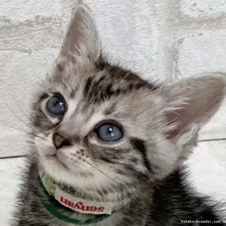 ID：2305-02551の子猫