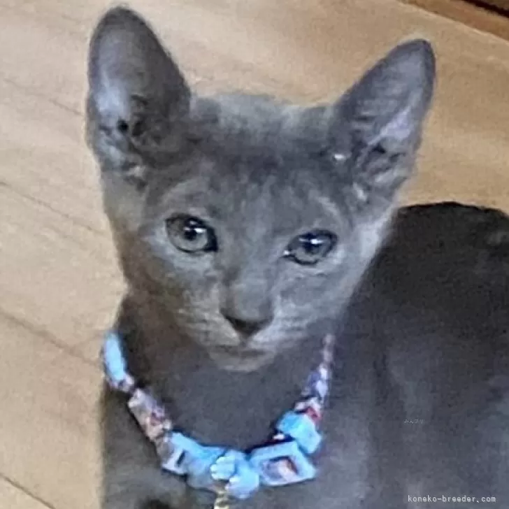 ちえ 様のお迎えした子猫