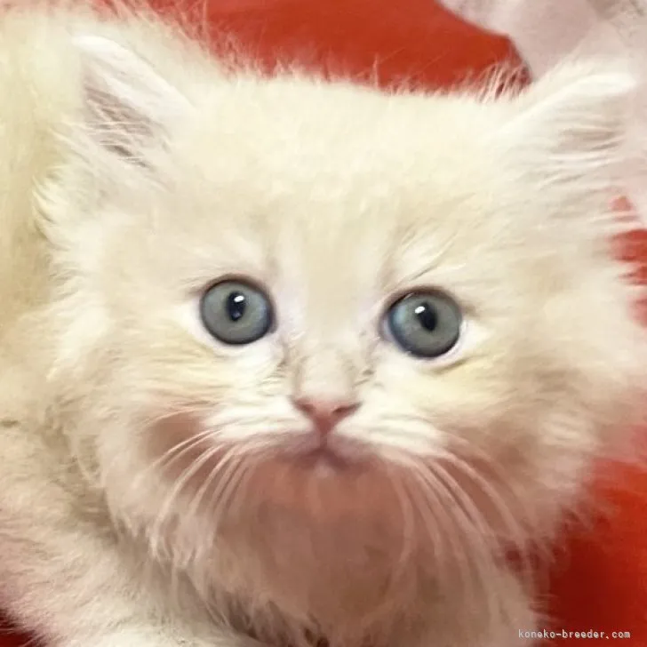 ID:2309-02305の子猫