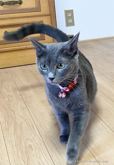 ロシアンブルー【・女の子・2019年4月14日・ブルー】