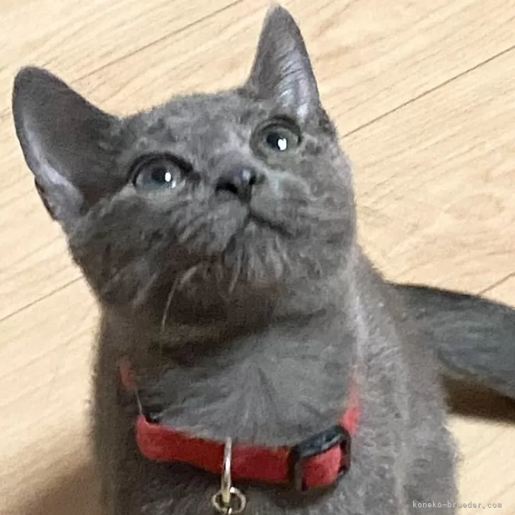 ID:2401-01337の子猫