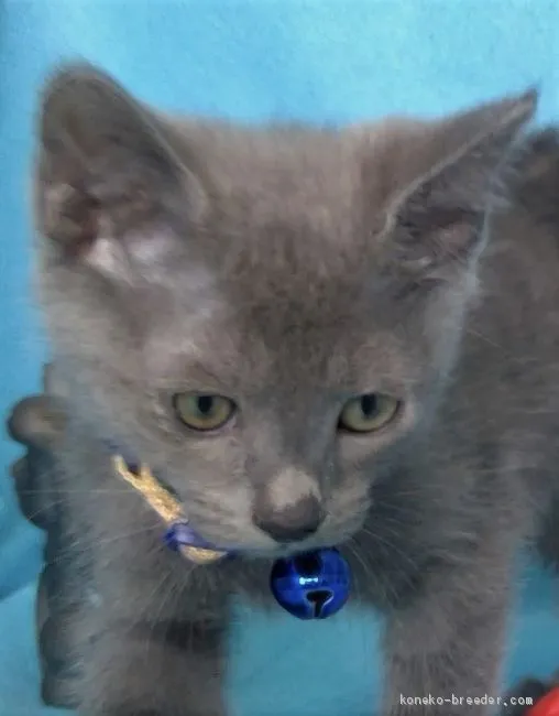 ID:2006-00643の子猫