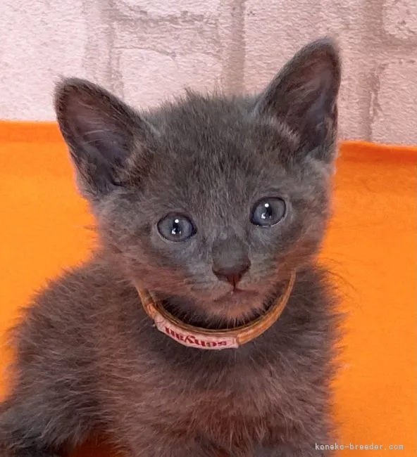 ID:2109-01973の子猫