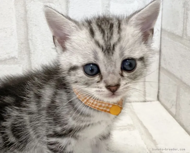 まる 様のお迎えした子猫