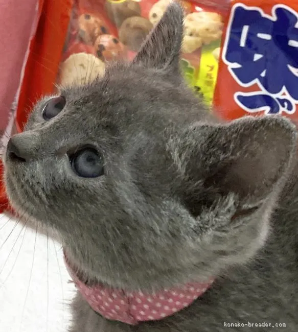ID：2009-01029の子猫