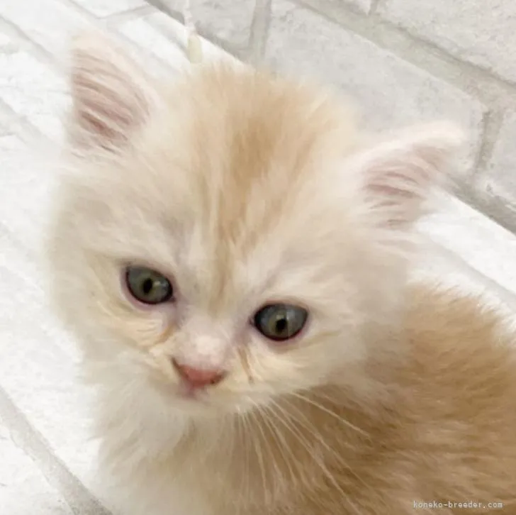 ID：2206-01964の子猫