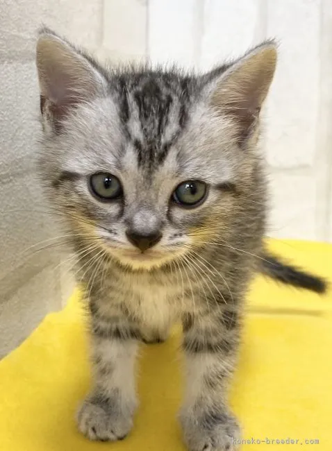ID:2103-01681の子猫