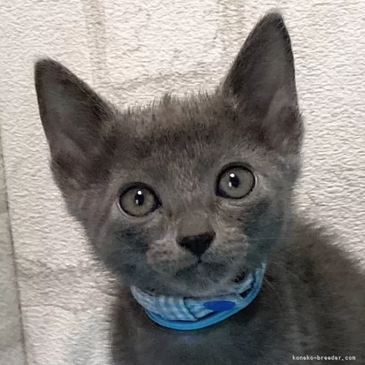 ID：2408-01922の子猫