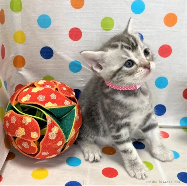 ID：2007-00014の子猫