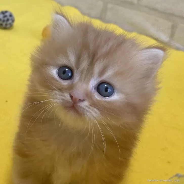 ID:2404-02348の子猫