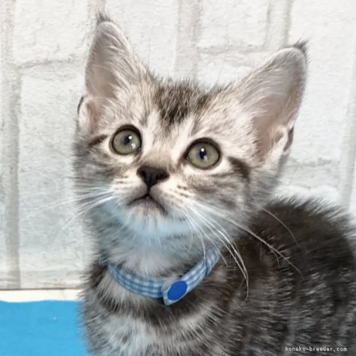 ID：2304-00351の子猫