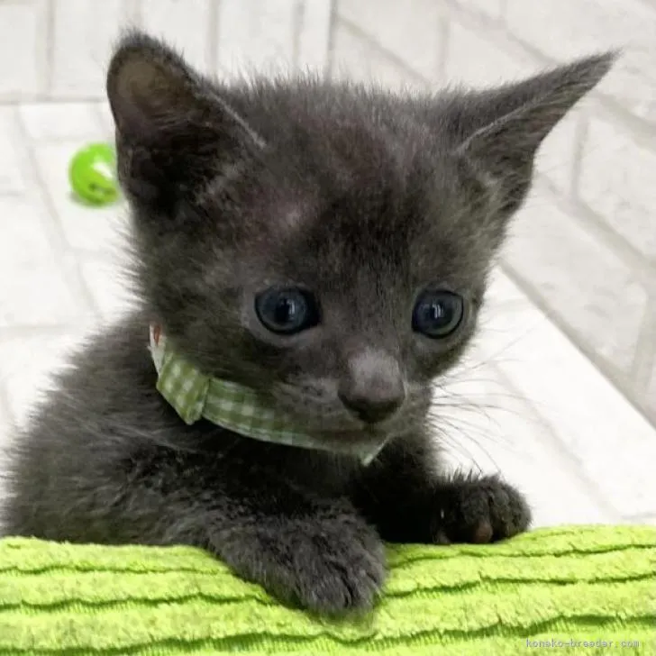 ID:2302-01217の子猫