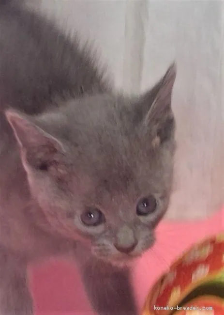 ID：2011-00293の子猫