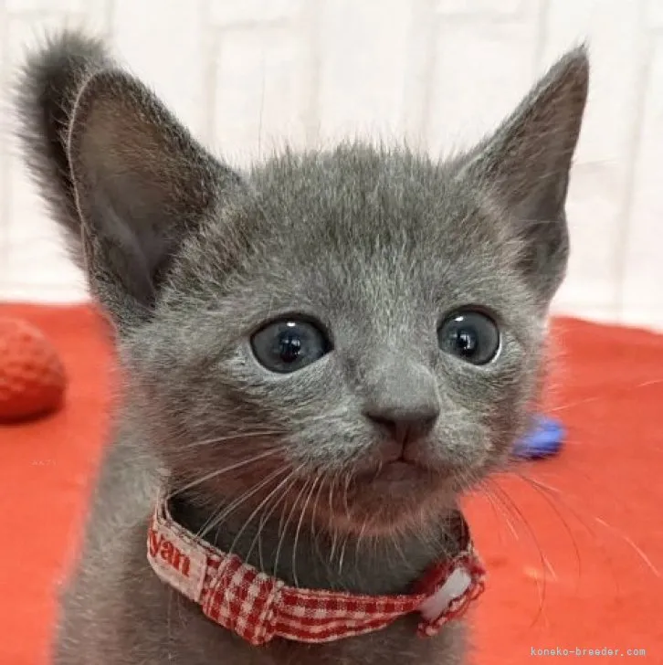 ID:2311-00986の子猫