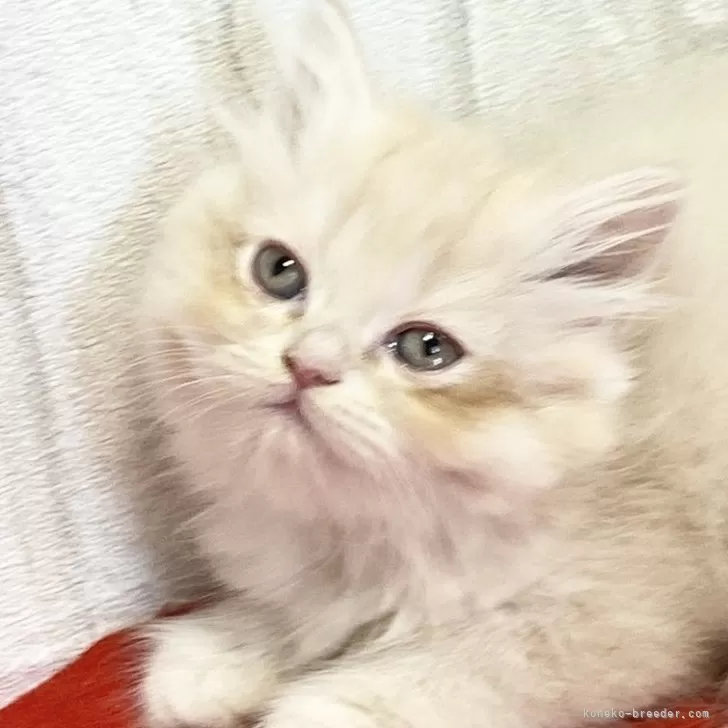 ID：2410-02786の子猫